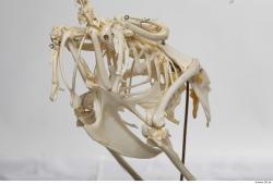 Photo Textures of Hen Skeleton